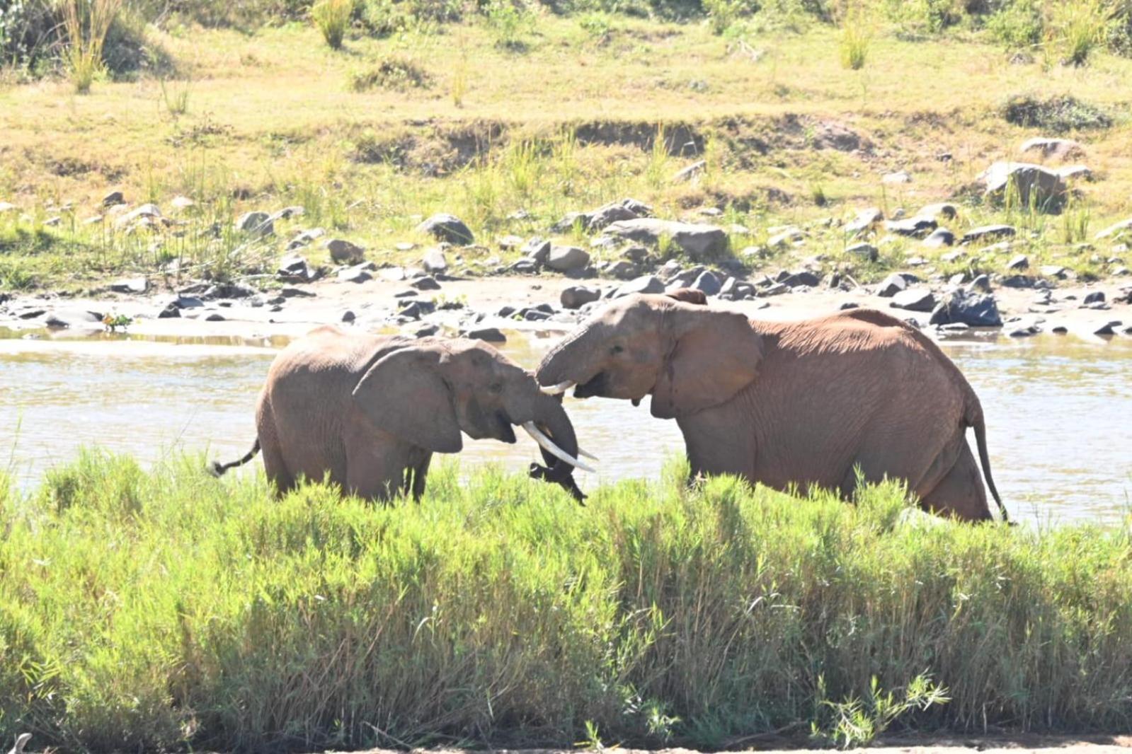 Buckler'S Africa Lodge Kruger Park Komatipoort Exteriér fotografie